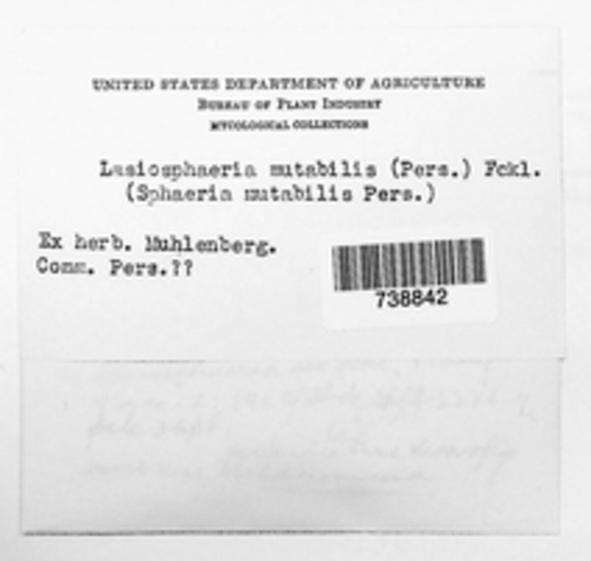 Pseudotrichia image